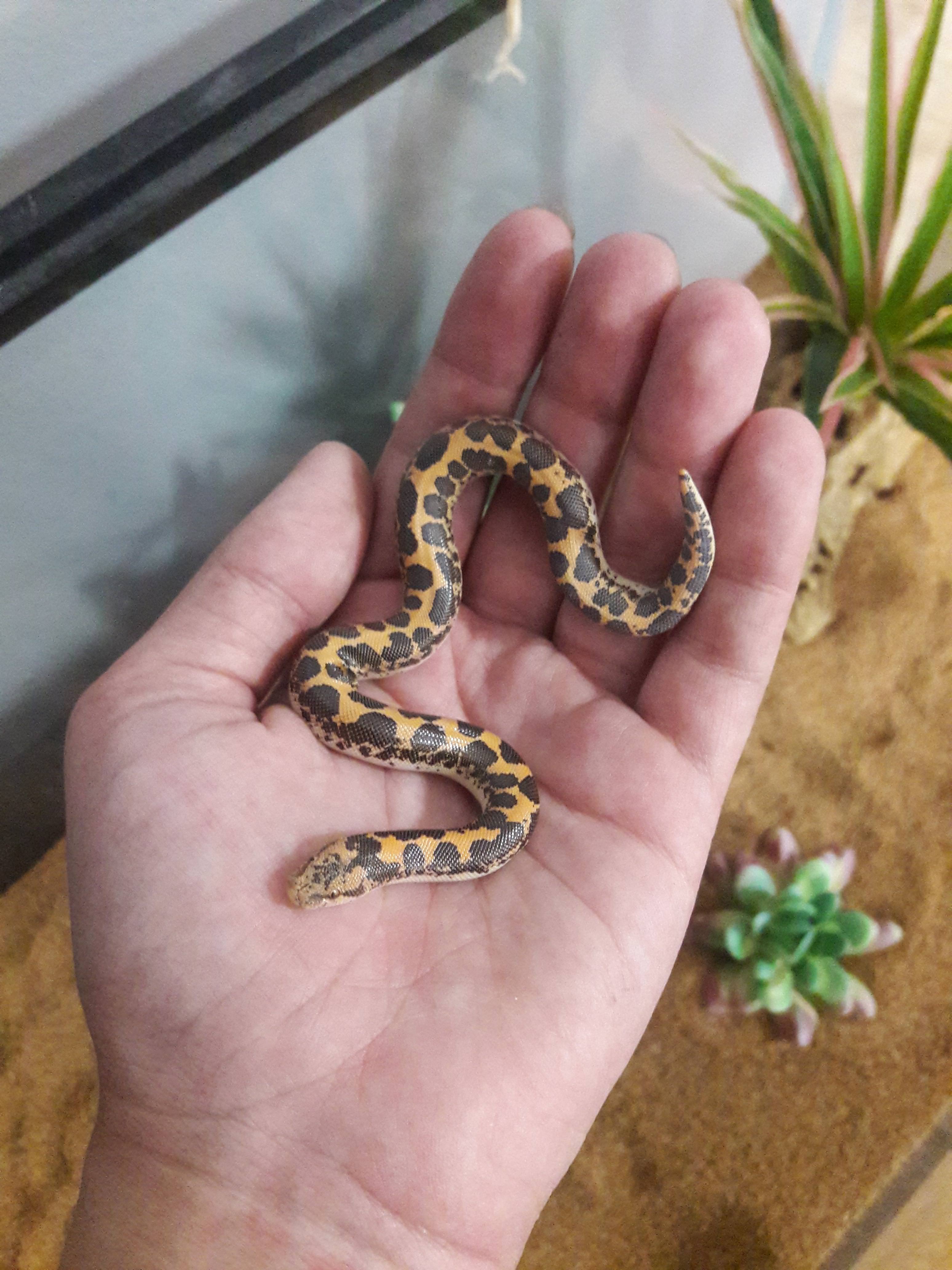 boa-constrictor-size-how-big-are-they-compared-to-others