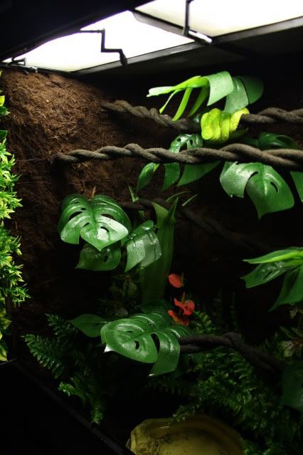 Green Tree Python Display Enclosure