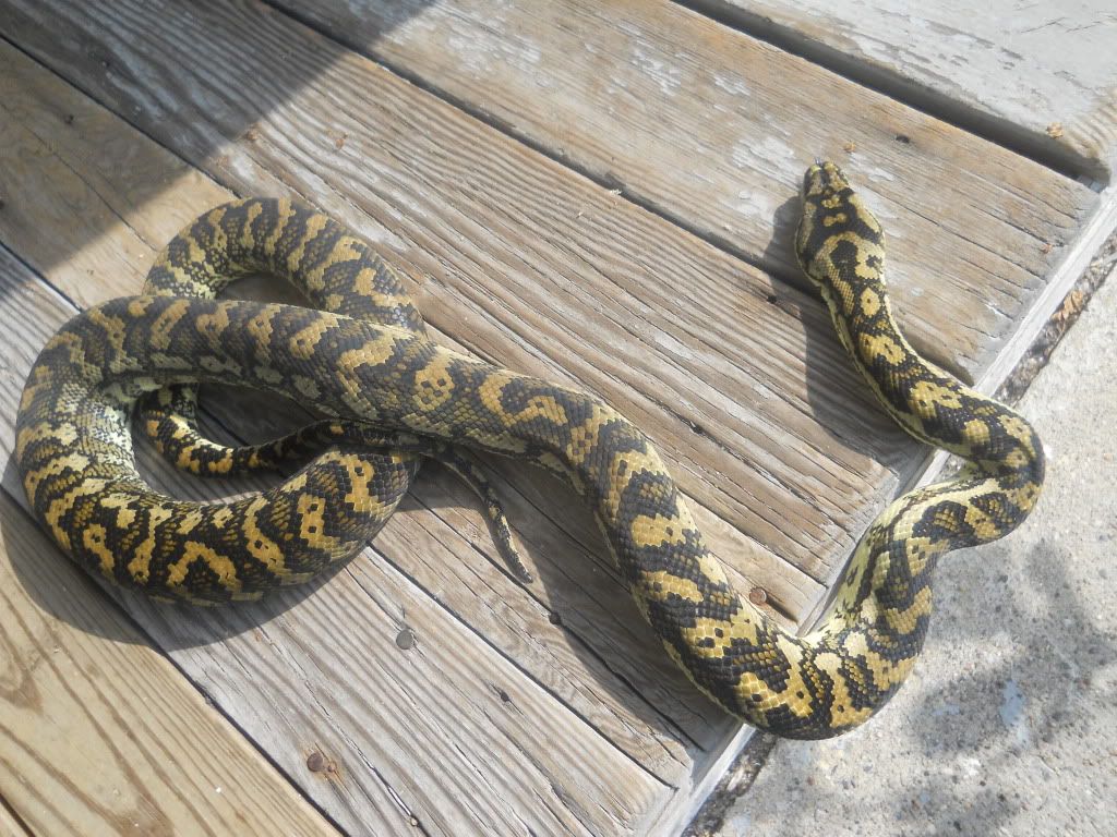 Jungle carpet python spurs