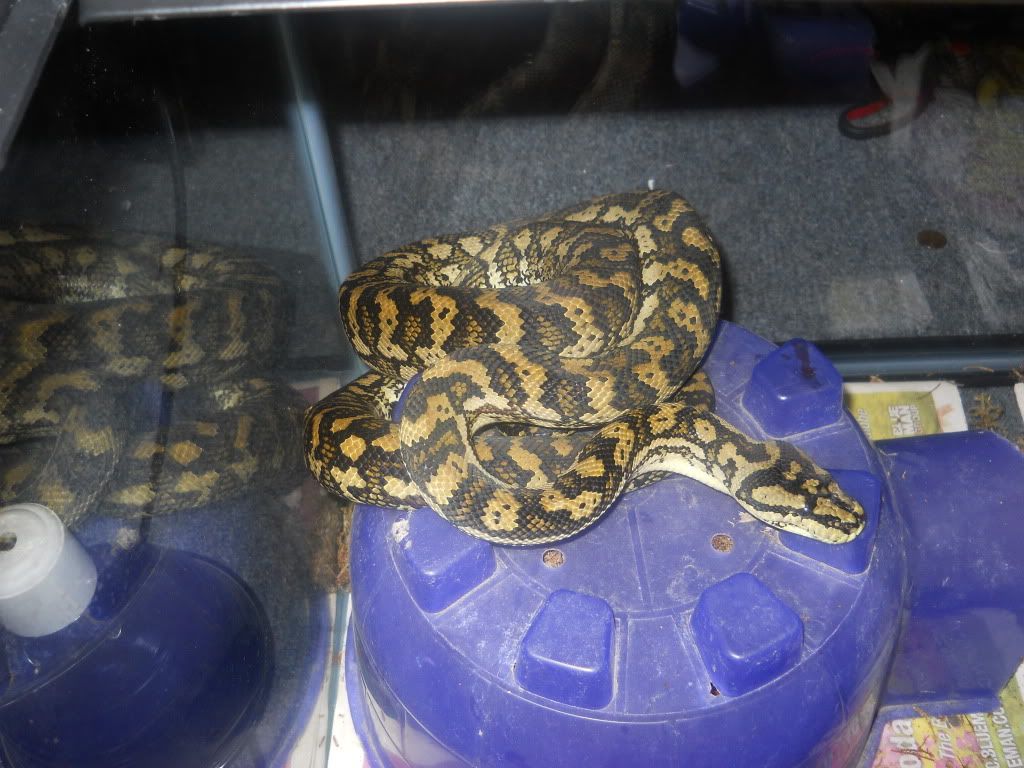 Jungle carpet python spurs