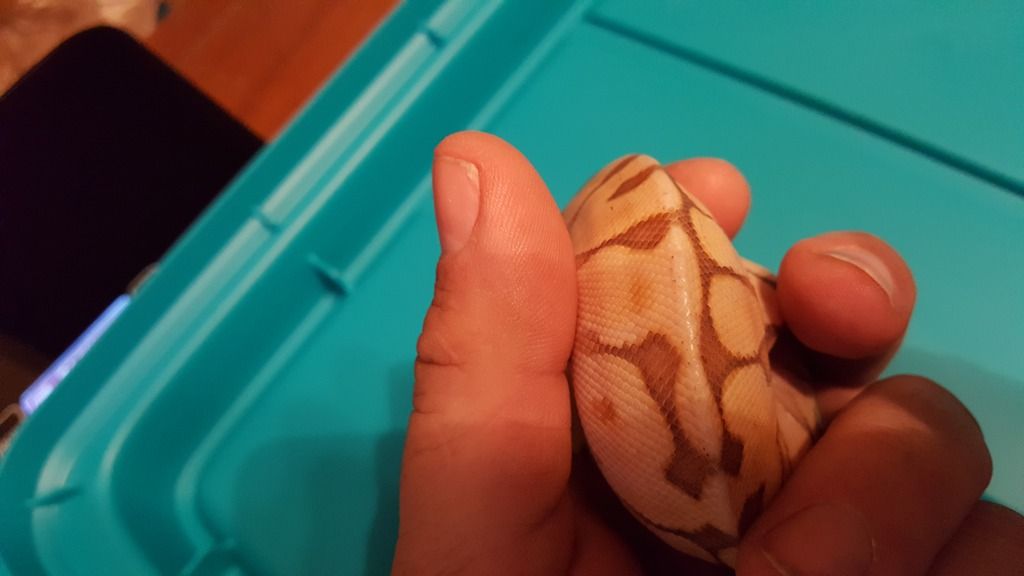 Very skinny ball python
