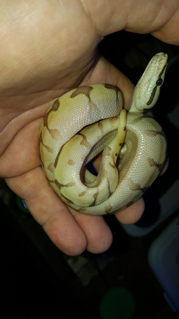 Very skinny ball python