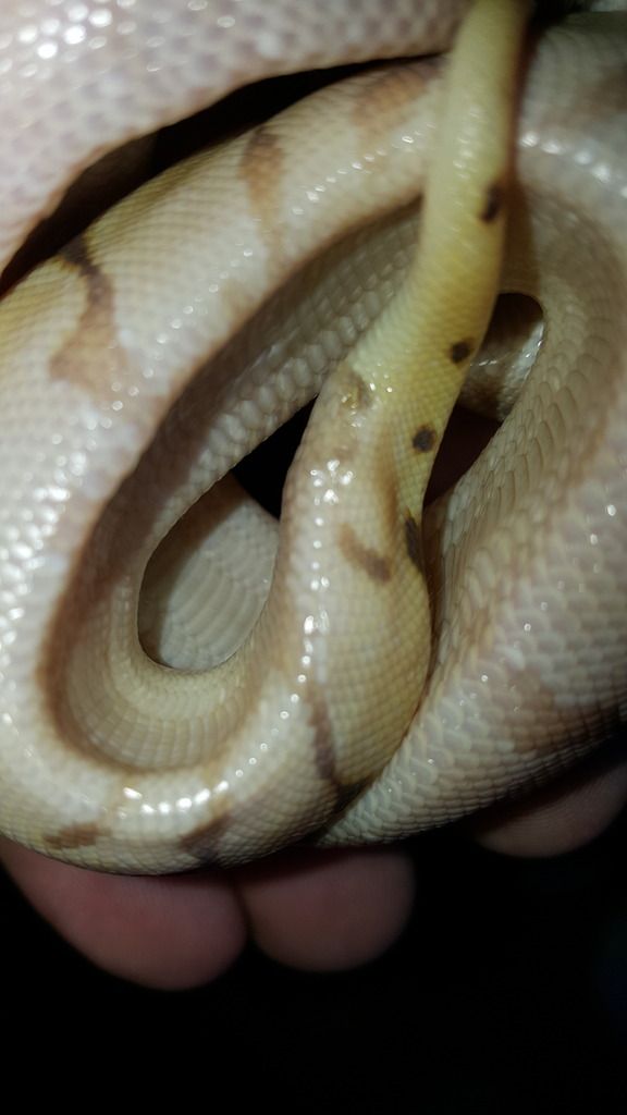 Very skinny ball python