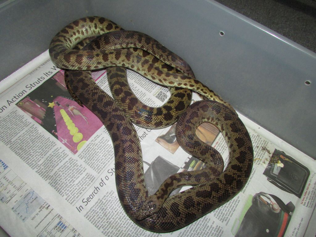 Blonde Spotted Python Group Shot