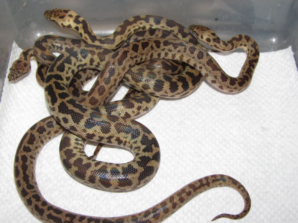 Blonde Spotted Python Group Shot