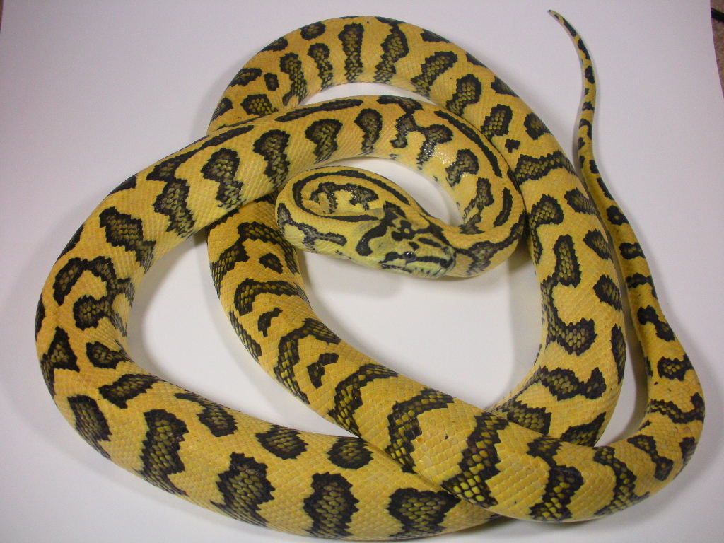 Male Coastal Carpet Python Size - Carpet Vidalondon