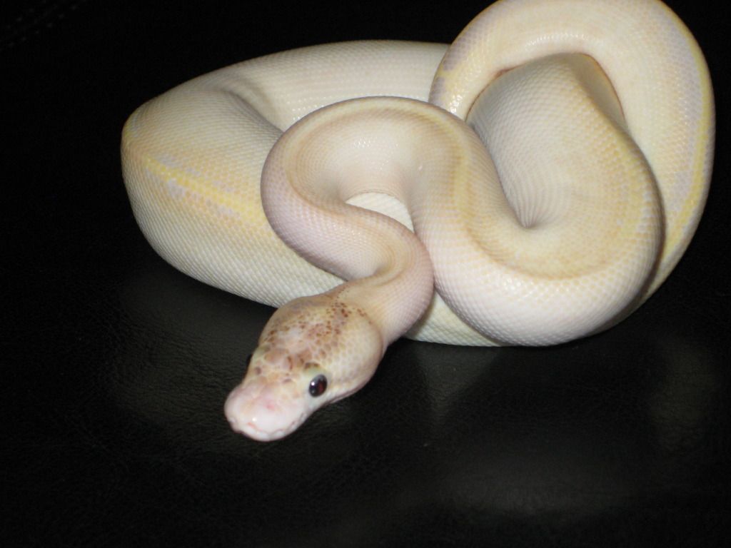 White Ball Python Appreciation Thread - Page 2