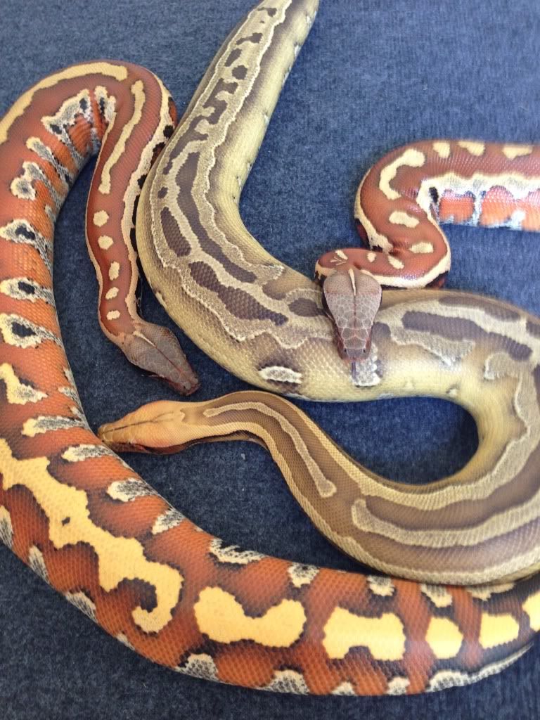 First blood, Sumatran short-tail python (black blood), advice?