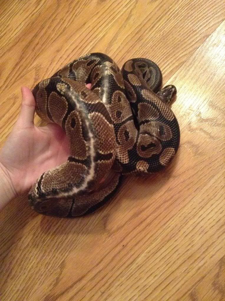 Ball Python Rescue - Before/After Pictures