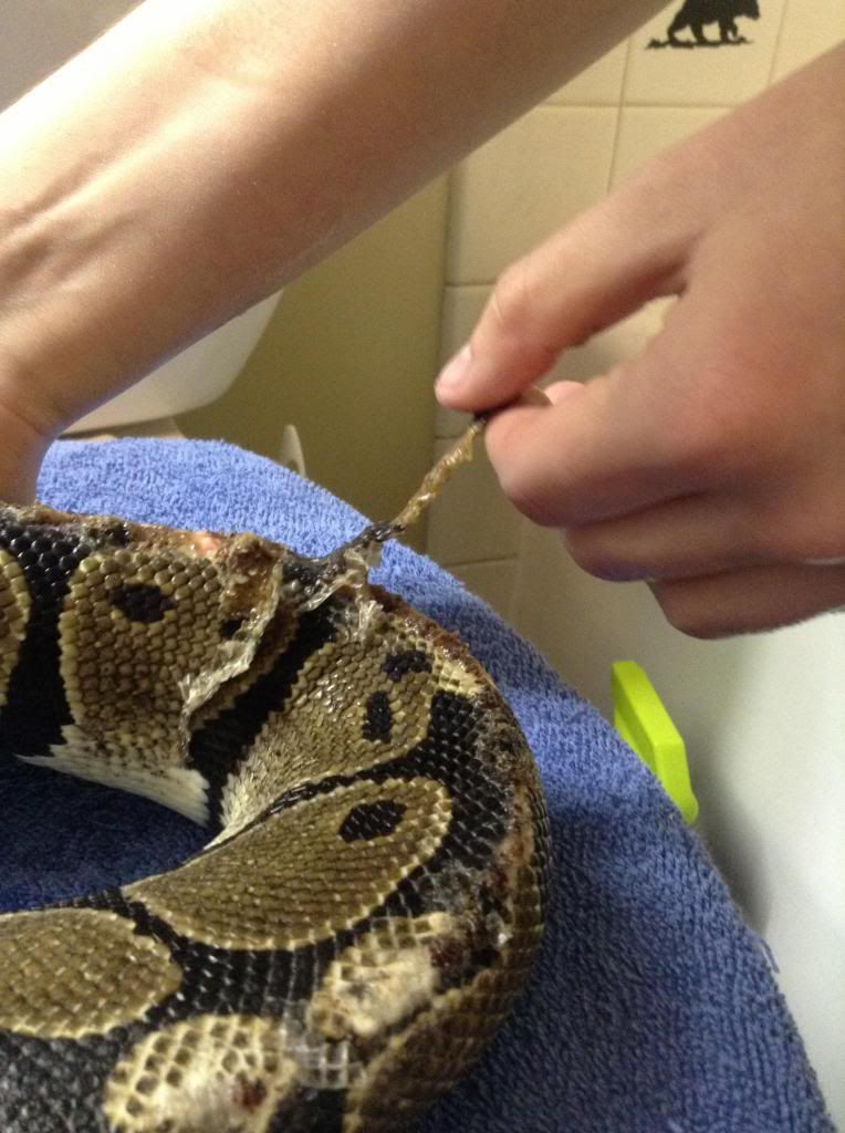 Ball Python Rescue - Before/After Pictures