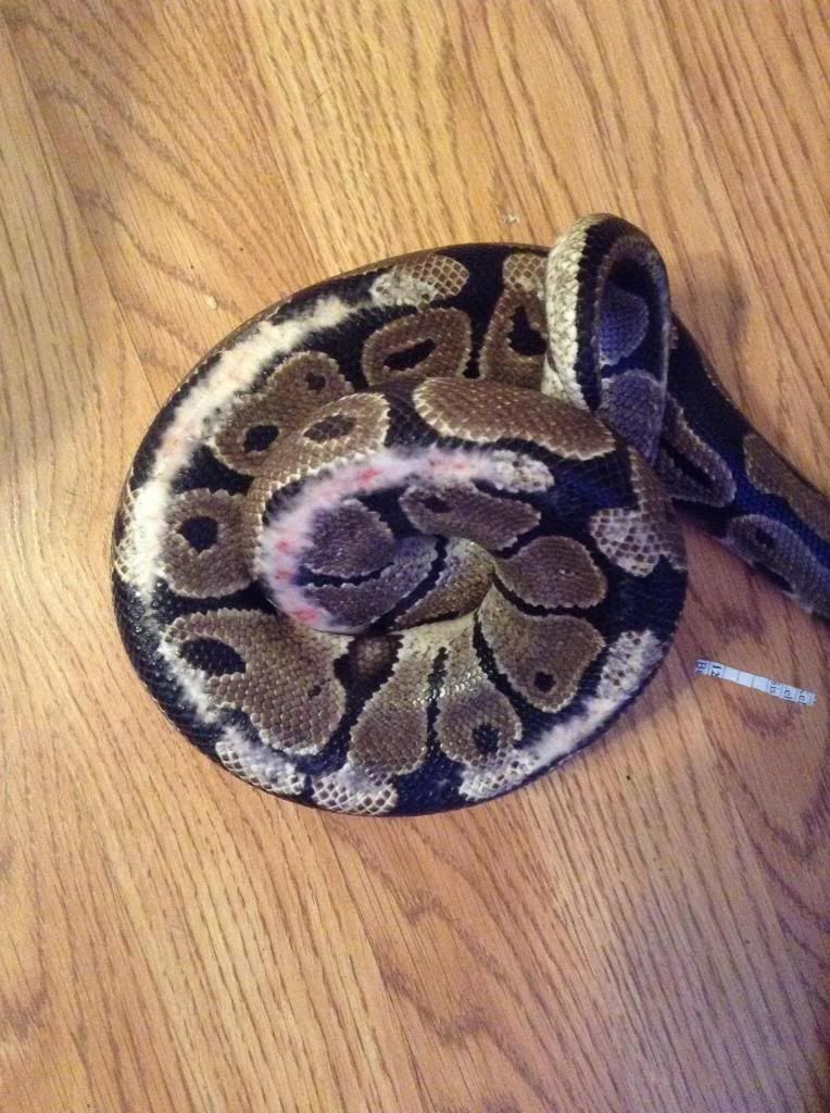 Ball Python Rescue - Before/After Pictures
