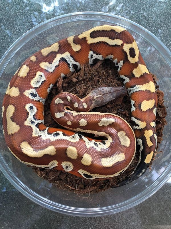 New Blood Python