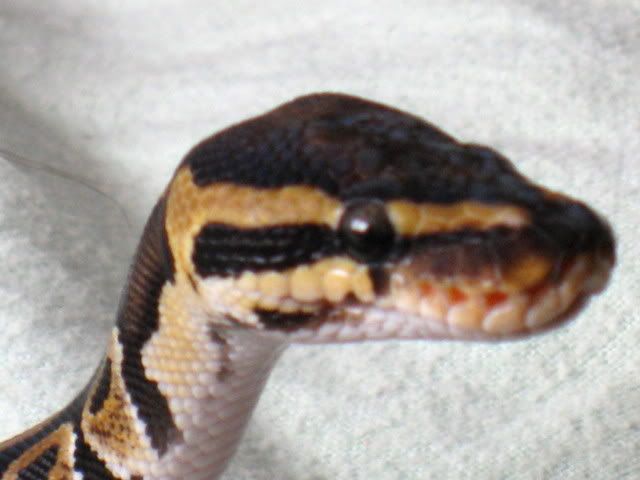 Ball Python Head
