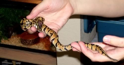 How do you know if a snake broke a bone?