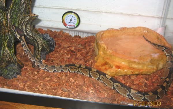 Ball Python Age Chart