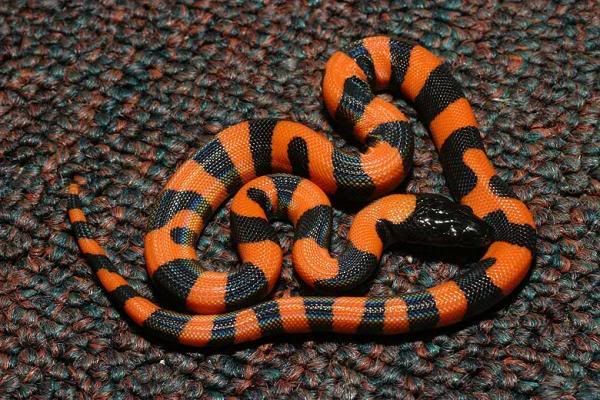 ring pythons