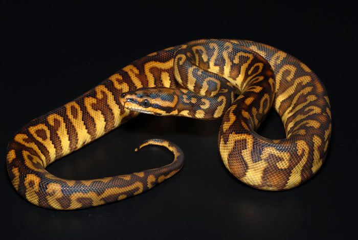 Going to try a Ball Python x Woma Python hybrid cross...