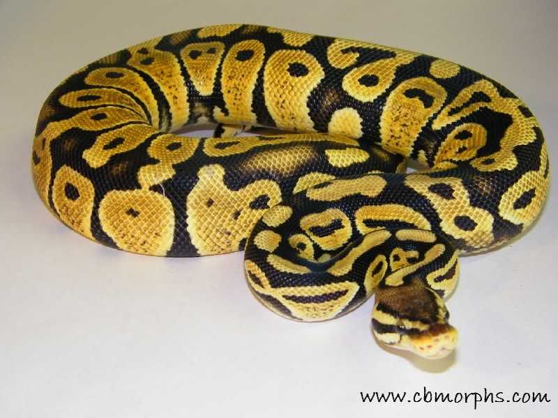 Big Ball Python Morph List