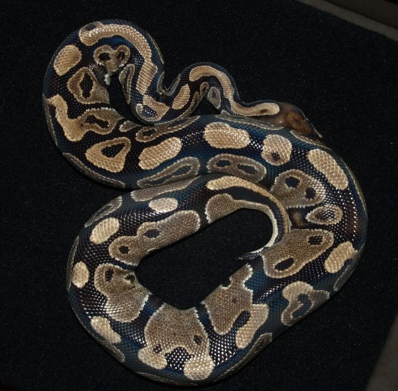 What's the biggest, oldest ball python you own?? - Page 2