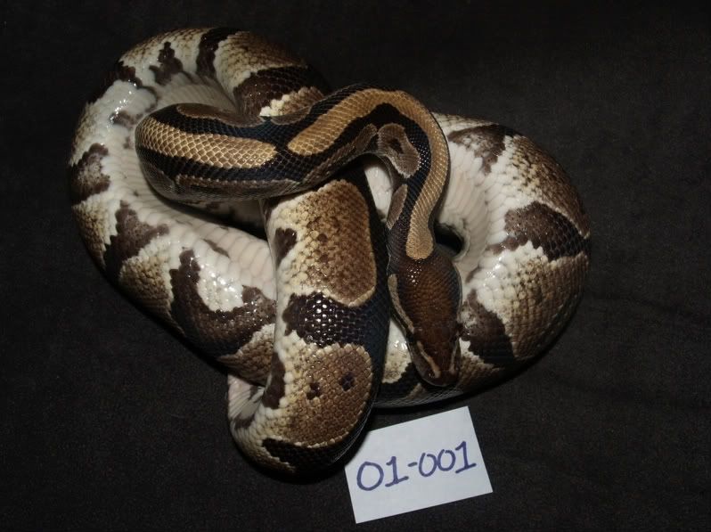 What's the biggest, oldest ball python you own?? - Page 2