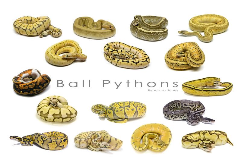 Ball Python Morphs Poster
