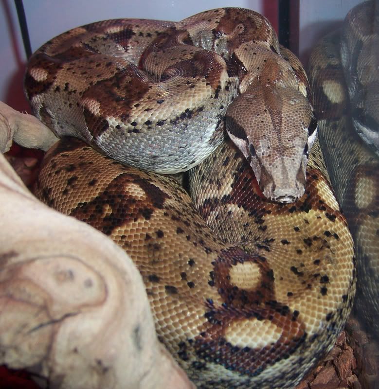 Salmon Boa Female (DUW)