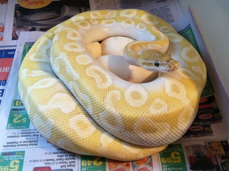 Mystic Crystal Ball Python