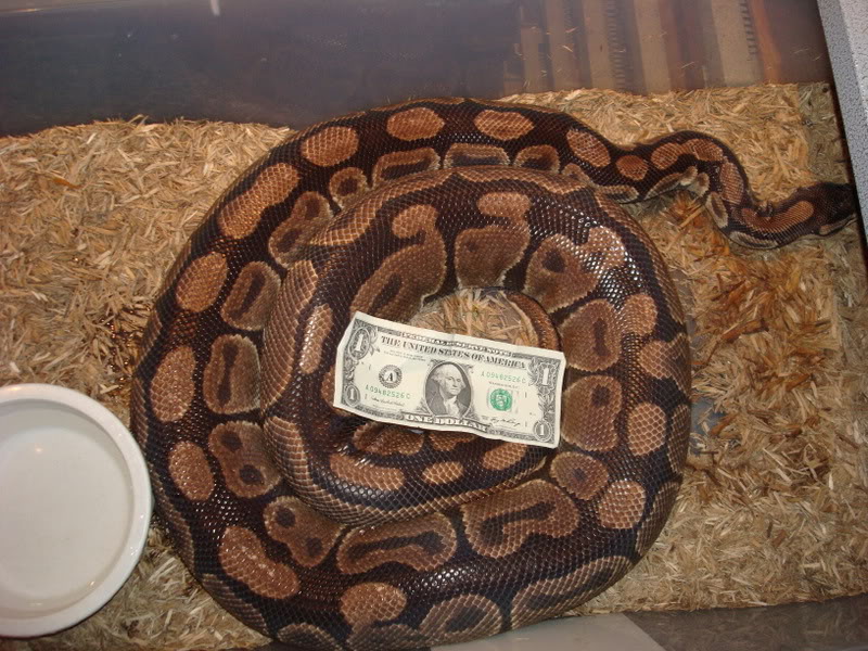 Pictures of your Adult Ball Python