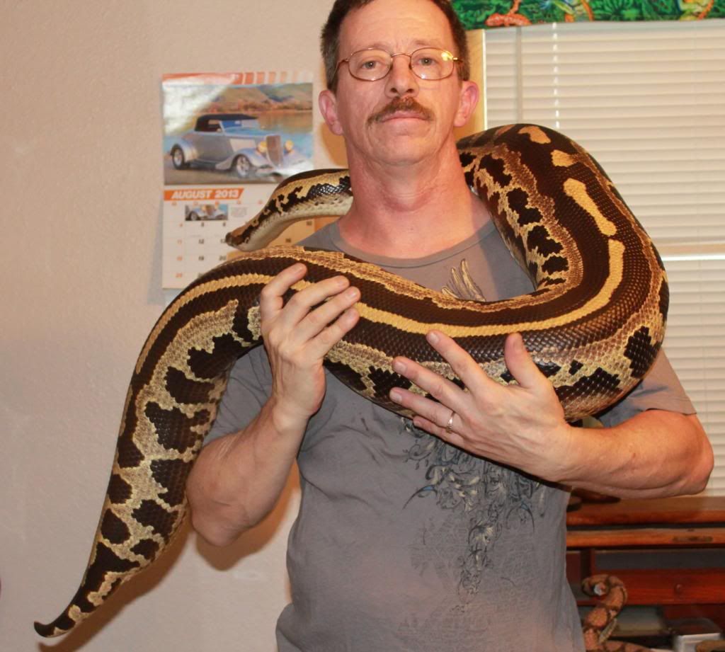 Albums 97+ Pictures Pictures Of A Python Full HD, 2k, 4k