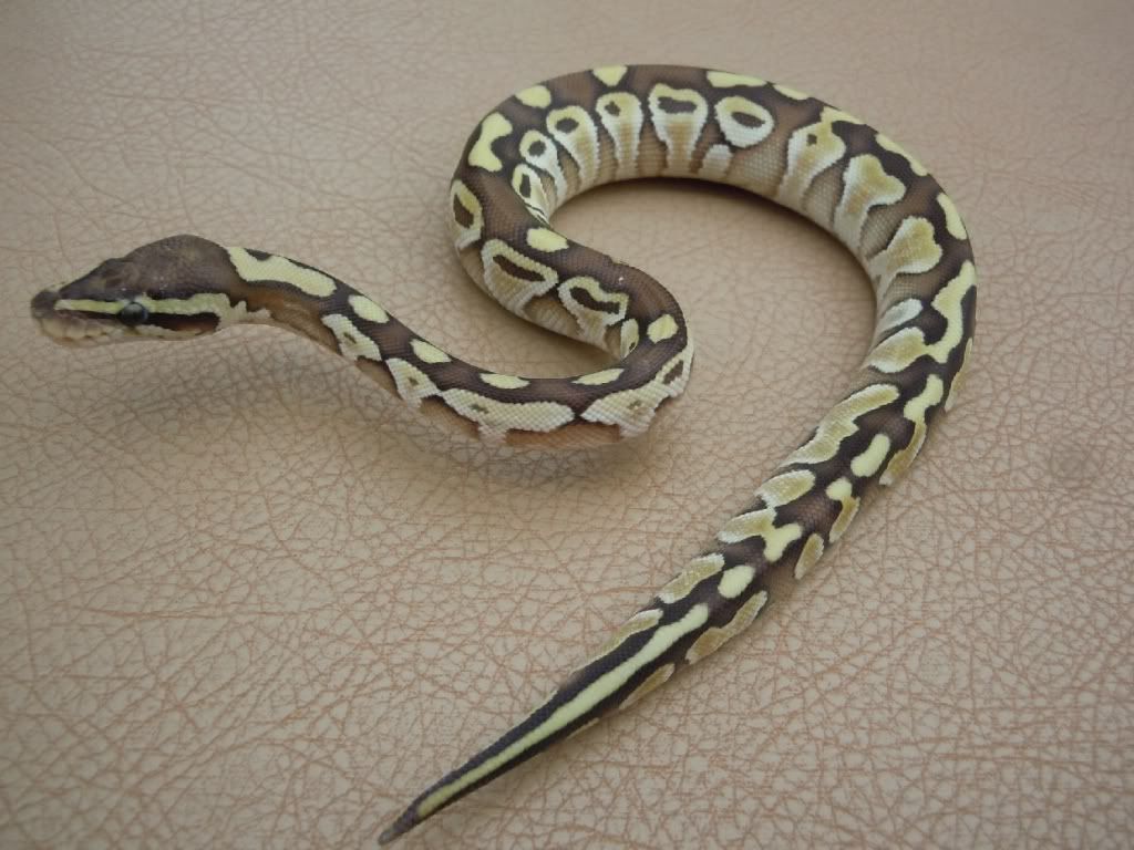 Lesser Ball Python