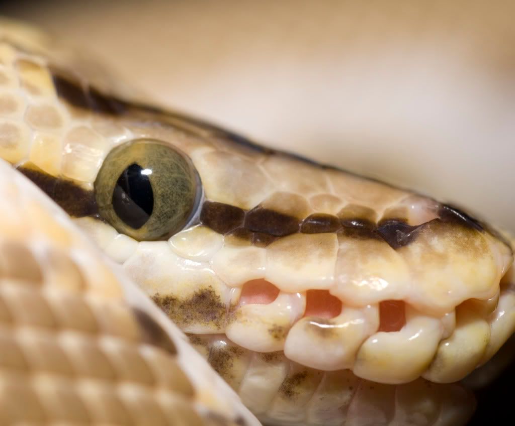 can ball pythons move their eyes?