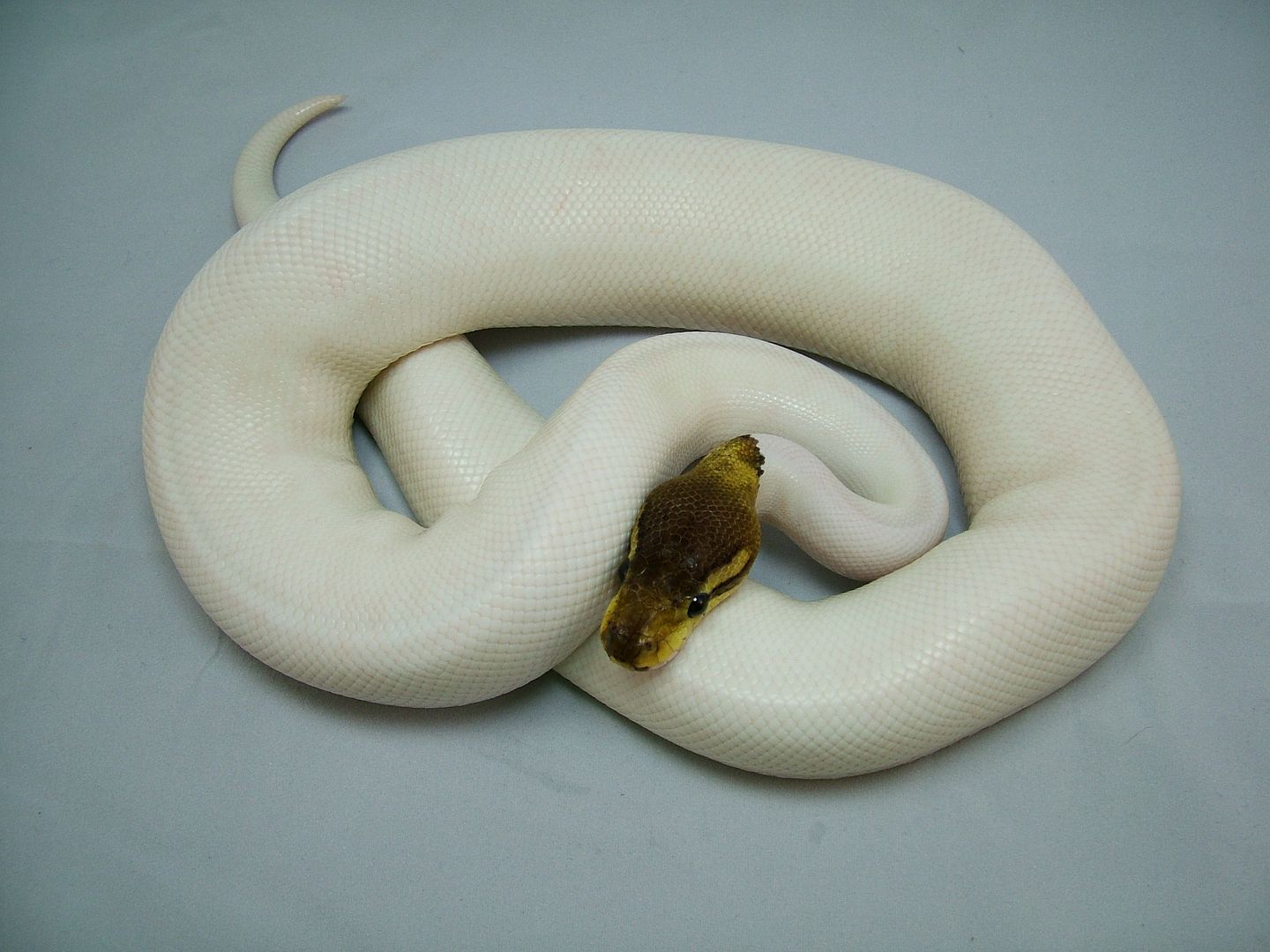 Rare Ball Python Morphs