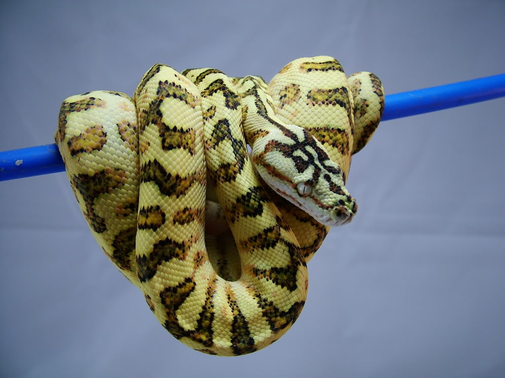 Ball Python X Green Tree Python Hybrid - Page 2