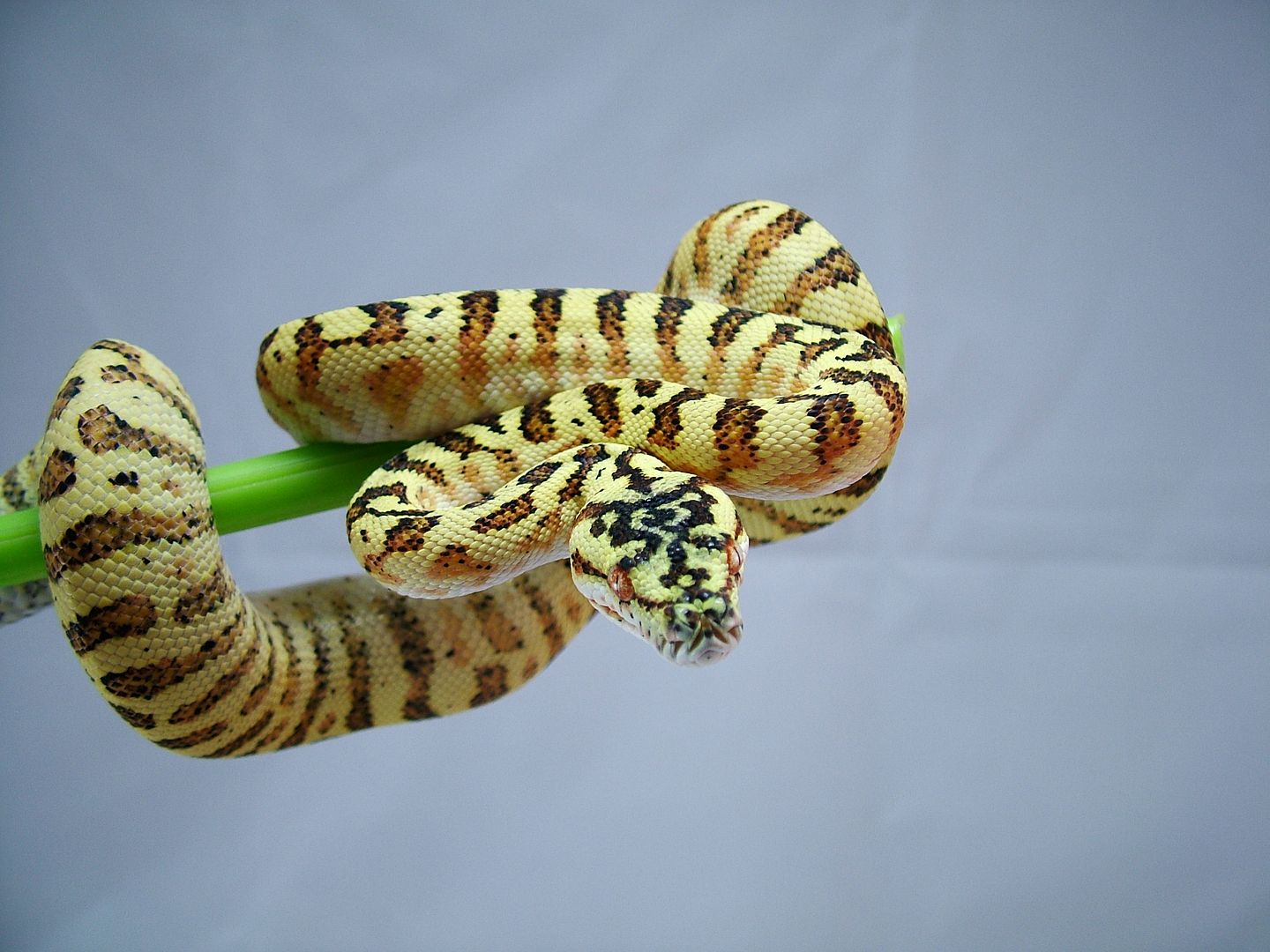 Ball Python X Green Tree Python Hybrid - Page 2
