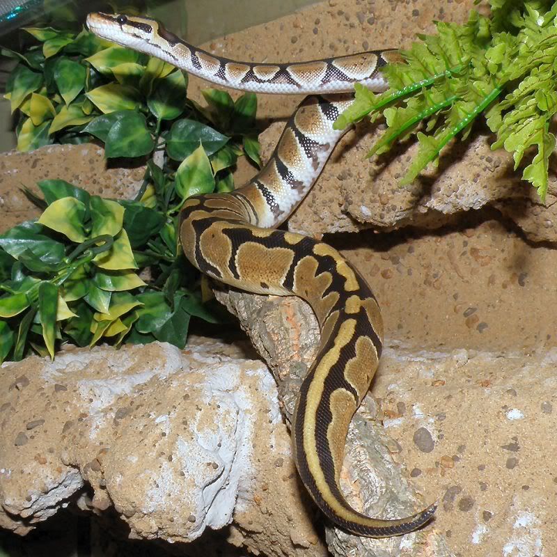 ball python raising head like cobra - Page 2