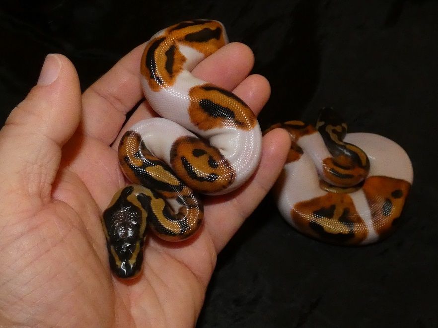 Smiley Ball Pythons / Emoji Ball Pythons