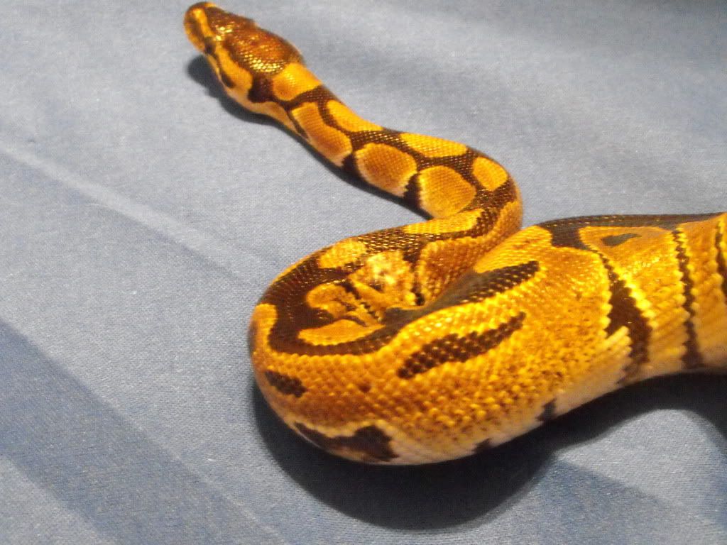 White spots on my Ball Python