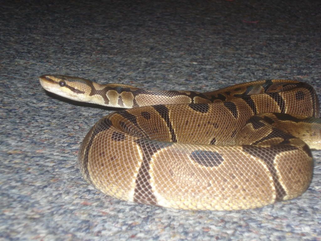 Brown Colour on Ball Python's mouth