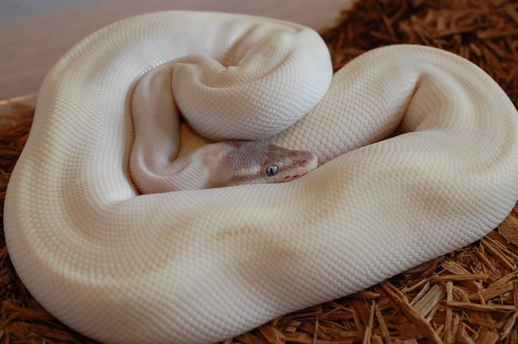 White Ball Python Appreciation Thread - Page 3