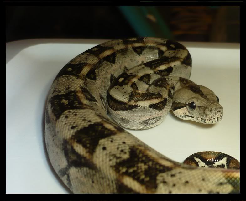 Reverse Stripe Tail Boa BCI