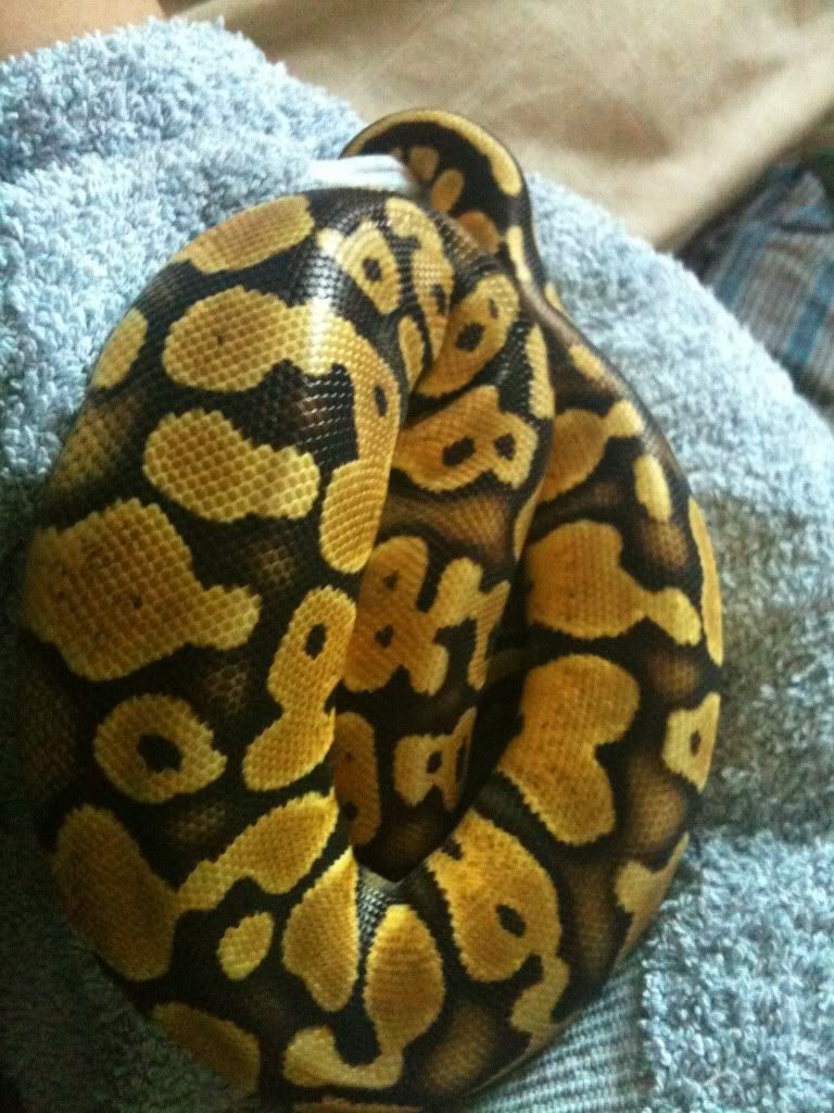 *Rate The Ball Python Above You* - Page 10