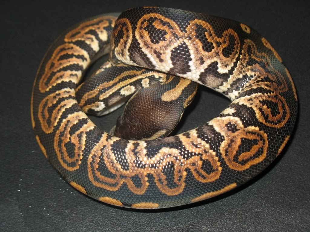 *Rate The Ball Python Above You* - Page 10