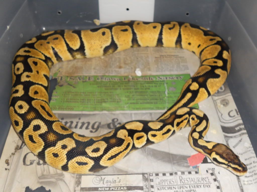 Pastel Ball Python Full Grown