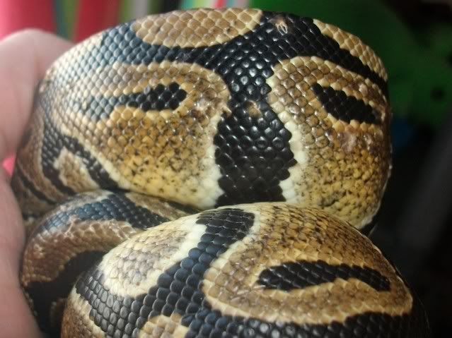 Raising Ball Pythons