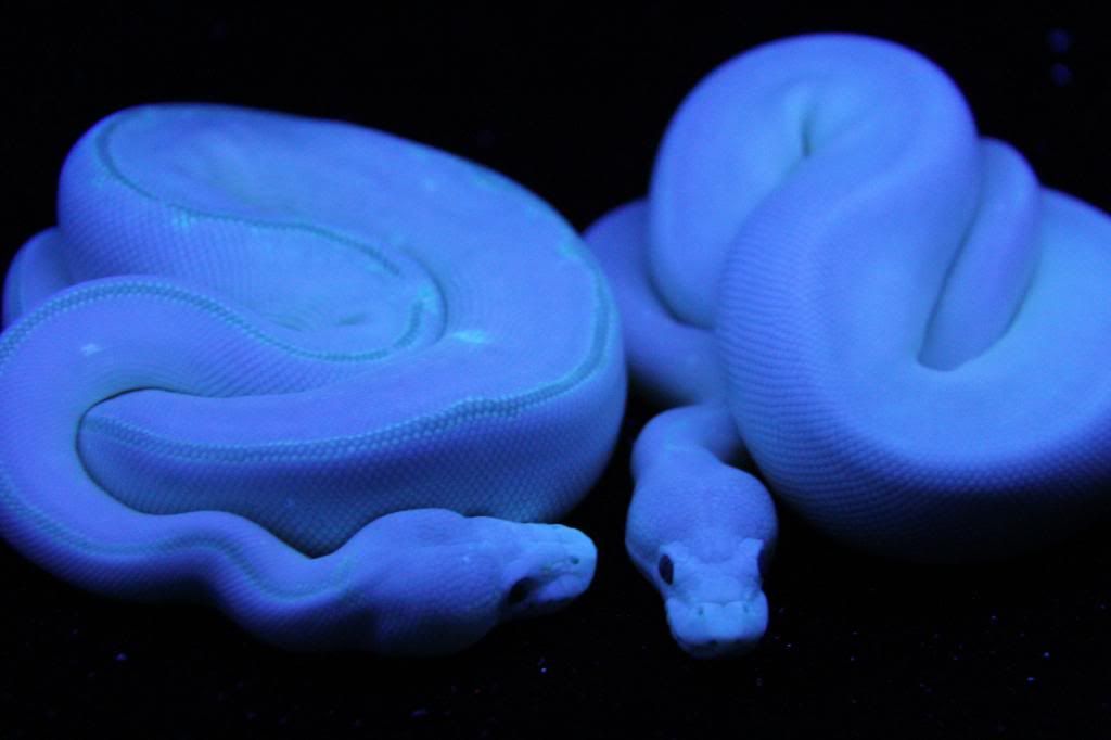 Blue Ball Python Morphs