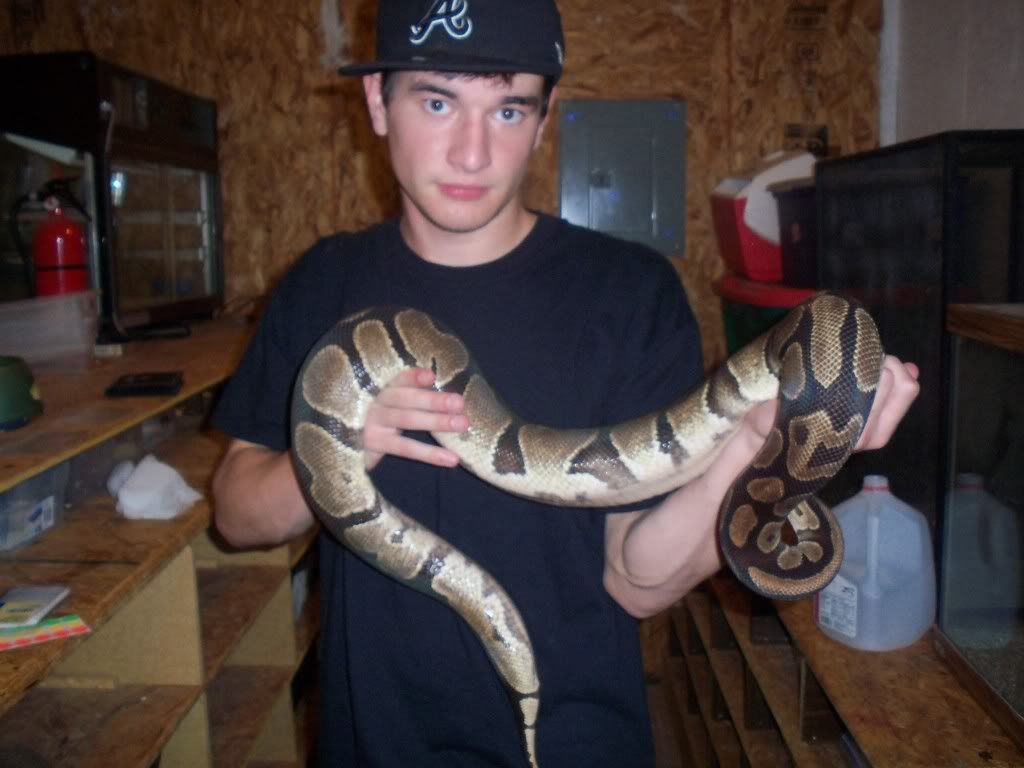 Largest ball python ever recorded? - Page 3