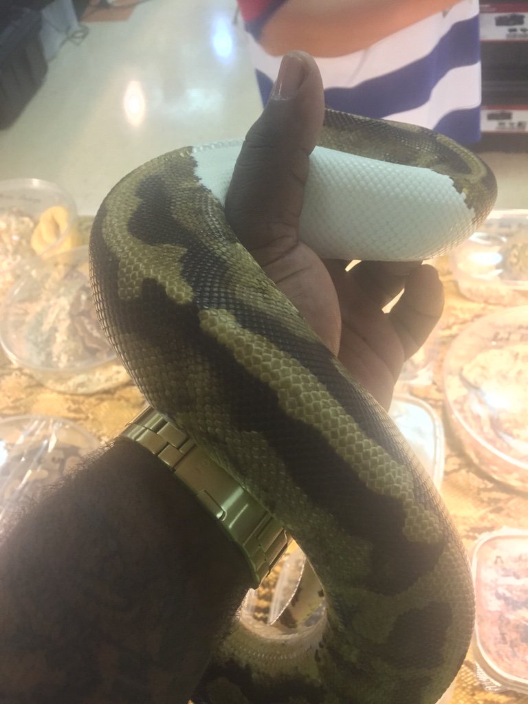 Repticon Dallas