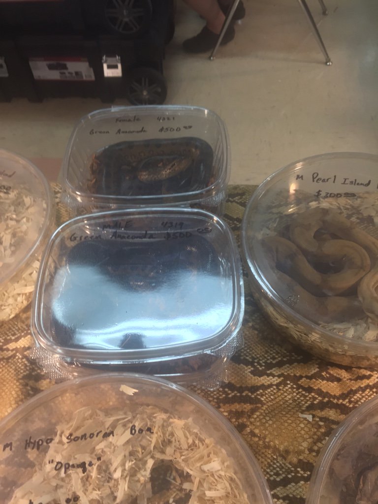 Repticon Dallas