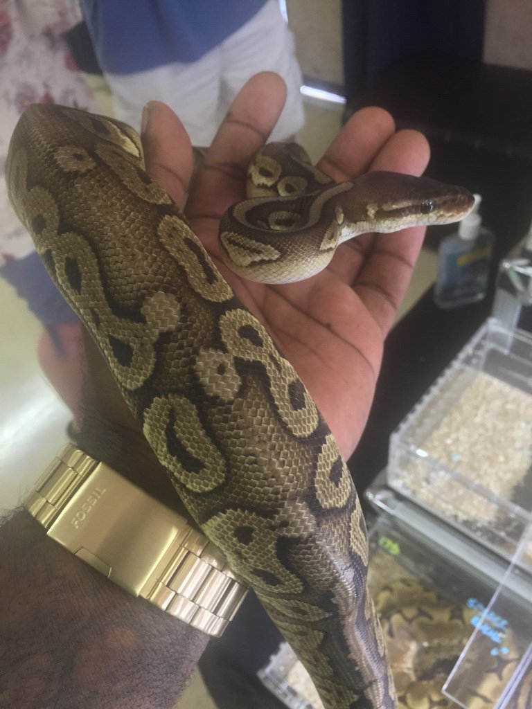 Repticon Dallas