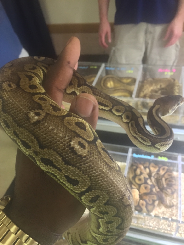 Repticon Dallas